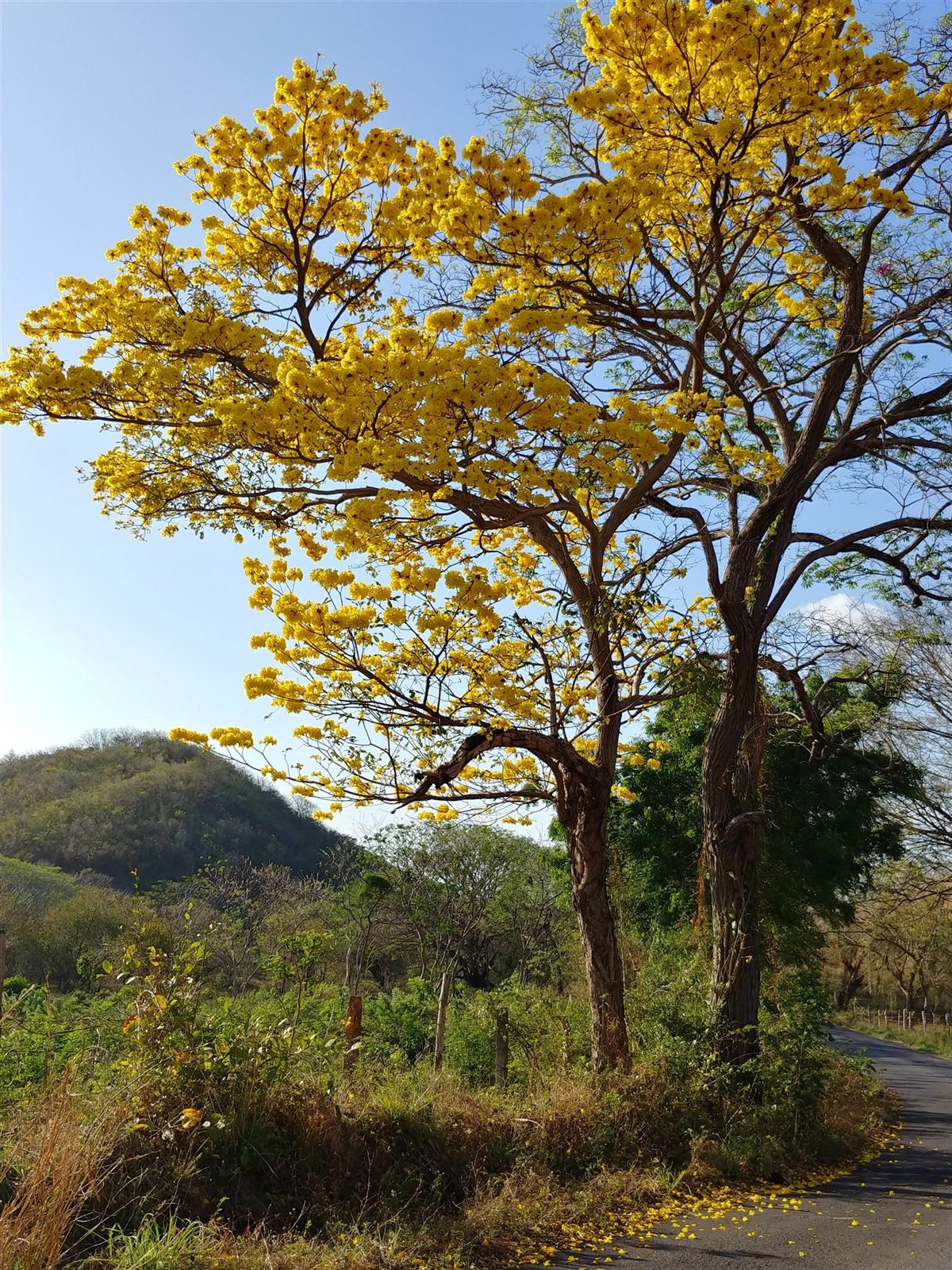 Corteza amarilla (Tabebuia ochracea) in bloom