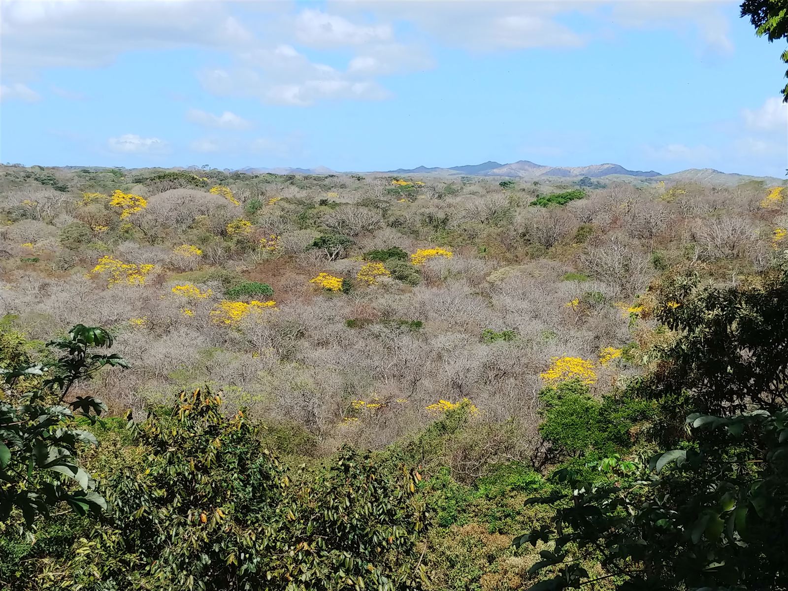 Dry forest from the mirador in the dry season, with trees in yellow bloom