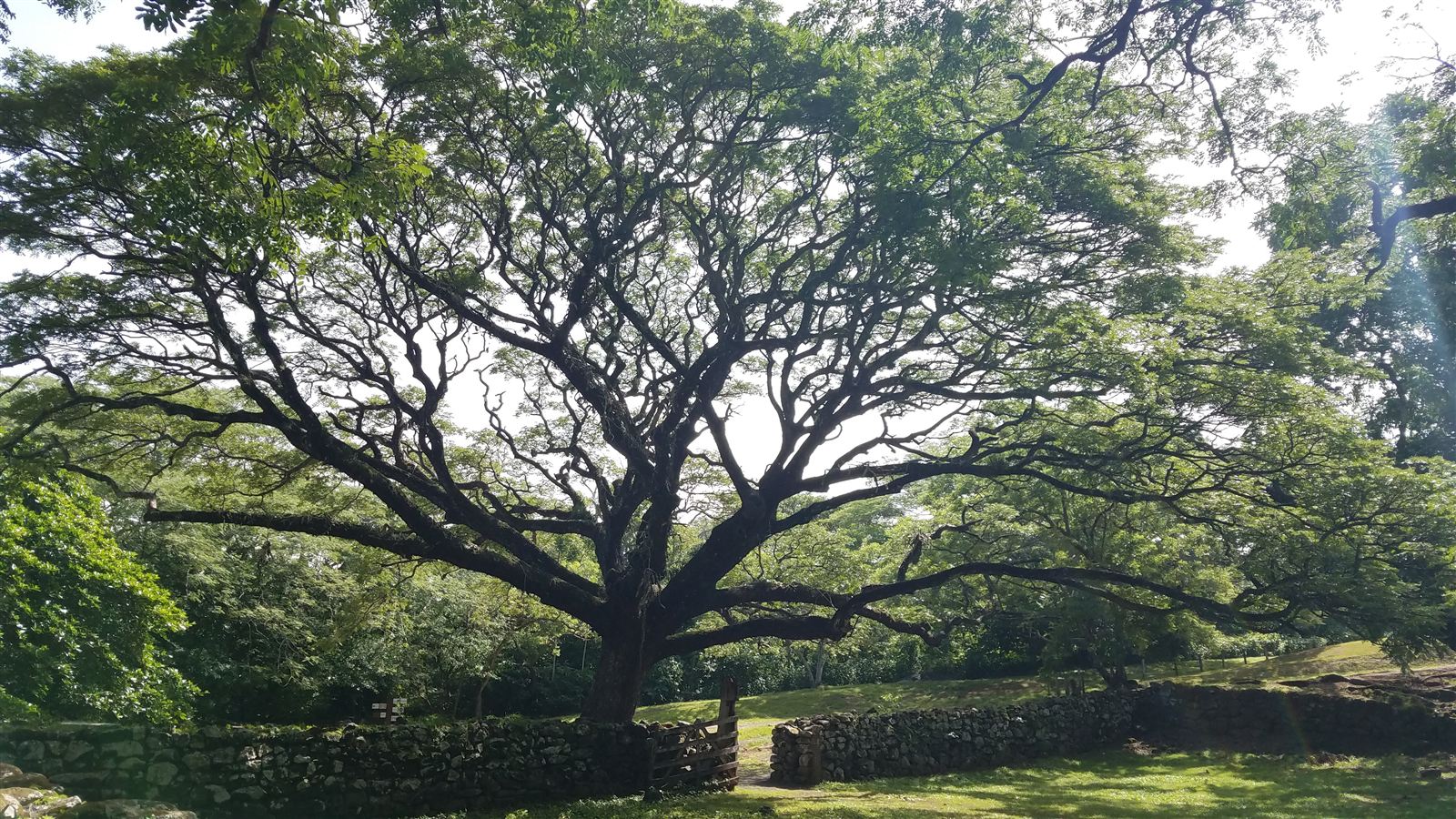 A giant cenízaro (Samanea saman)